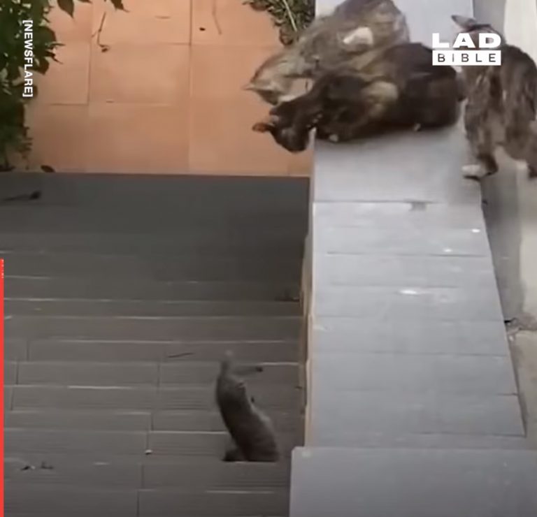 TO ENOSTAVNO MORAŠ VIDETI. Ko bi ljudje imeli vsaj malo živalskih lastnosti